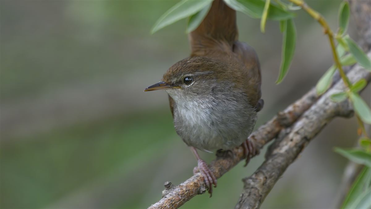 Cetti`s Warbler