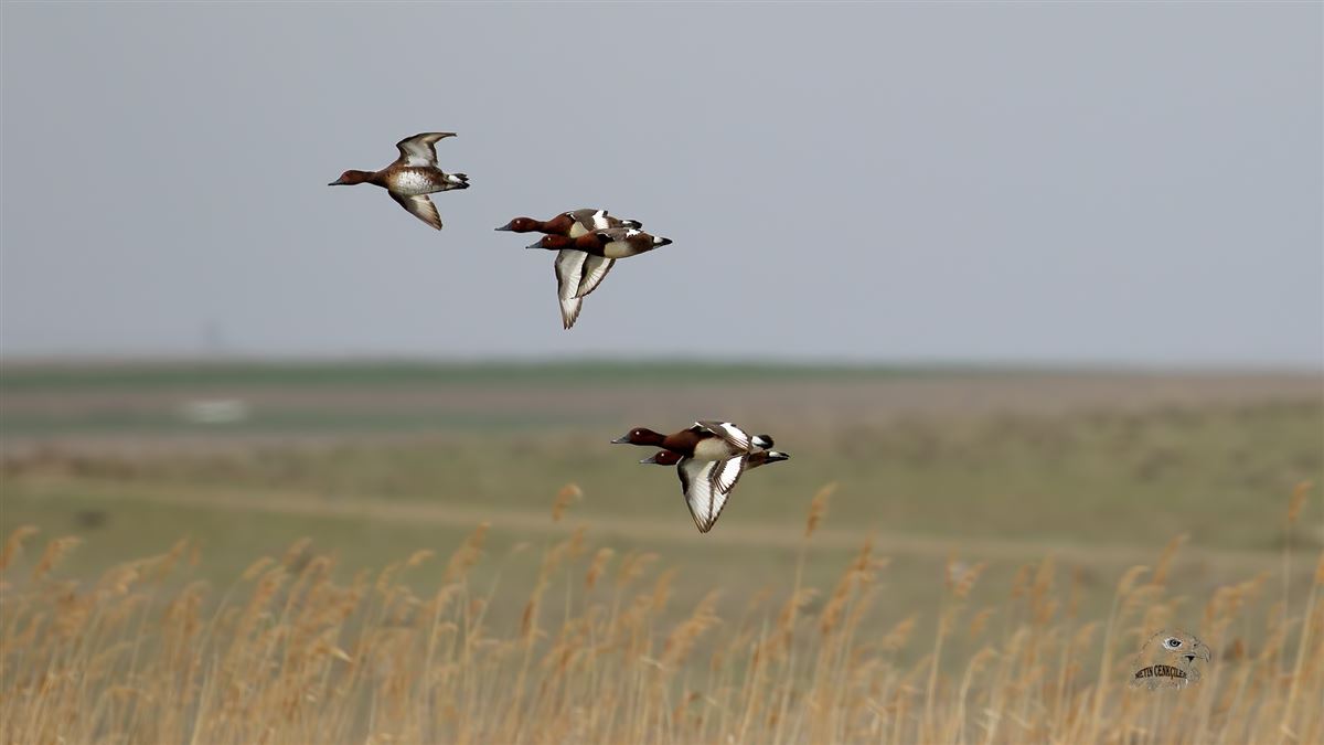 Ferruginous Duck