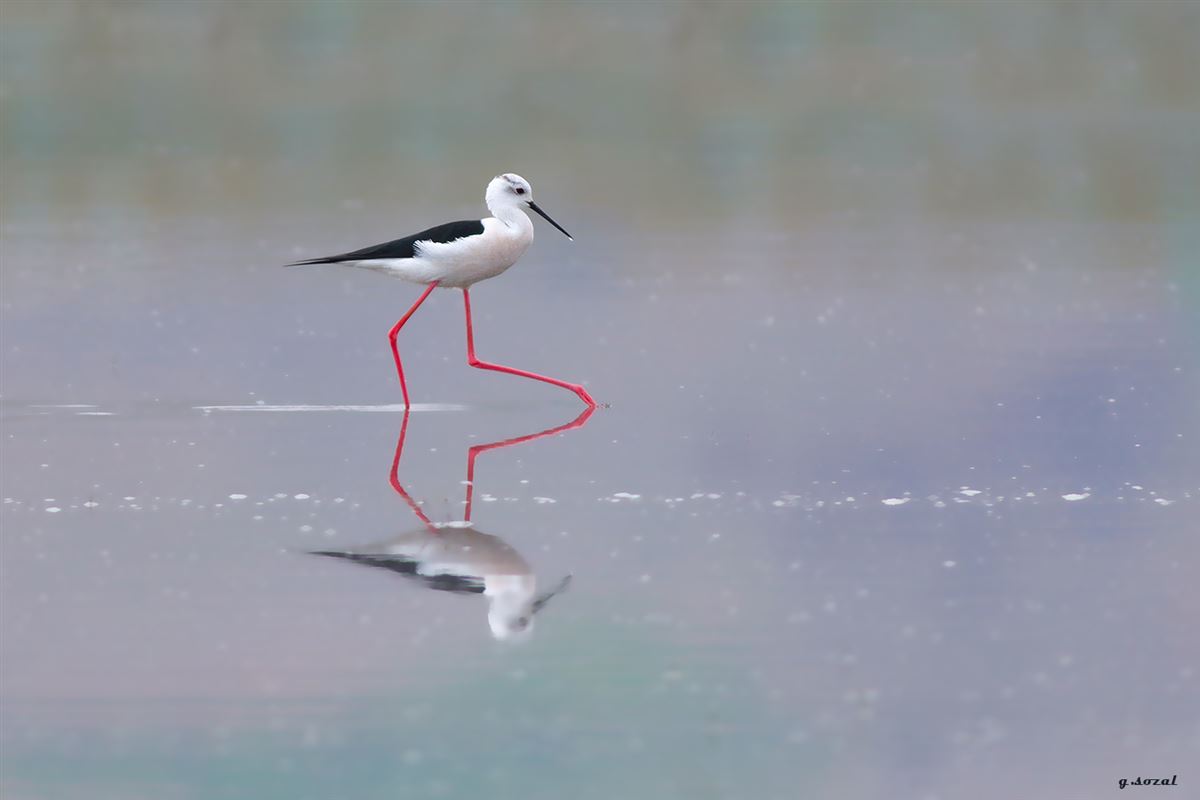 Black-winged Stilt