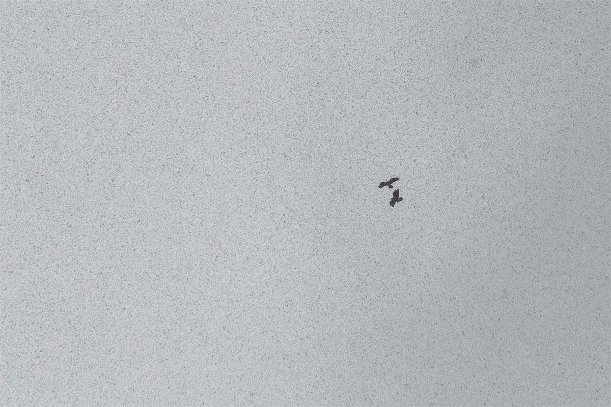 Common Buzzard