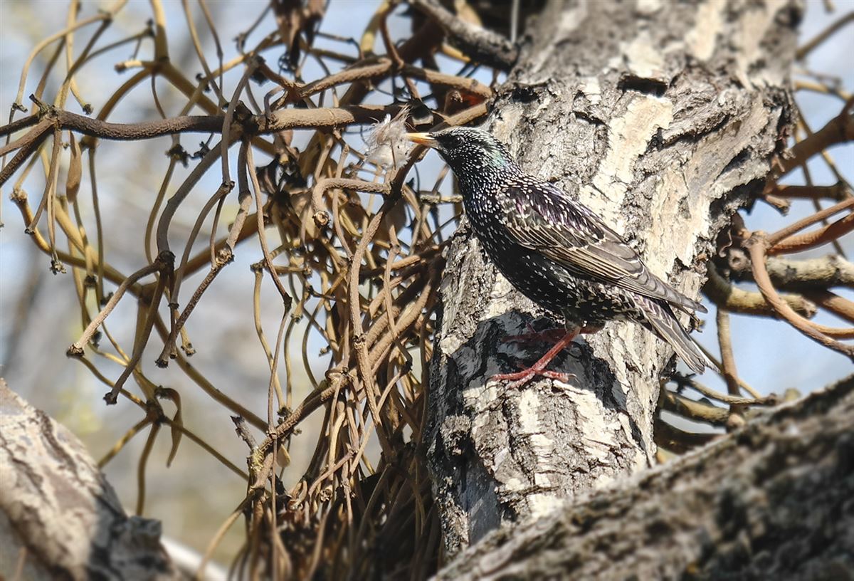 Common Starling
