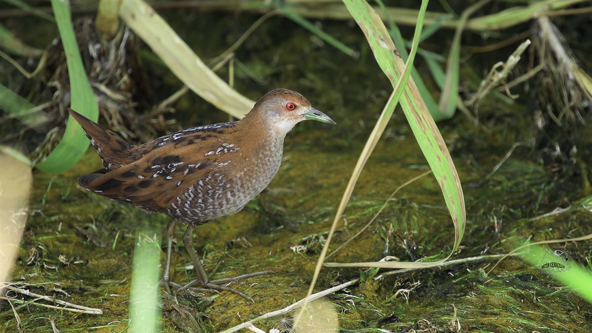 Baillon`s Crake