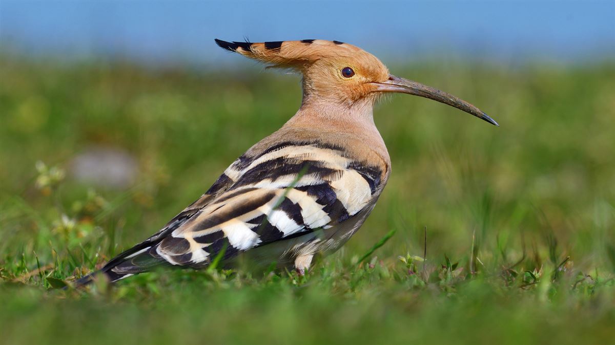 Common Hoopoe