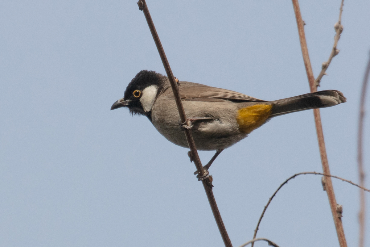 White-eared Bulbul