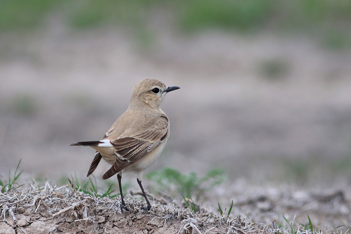 Isabelline Wheatear