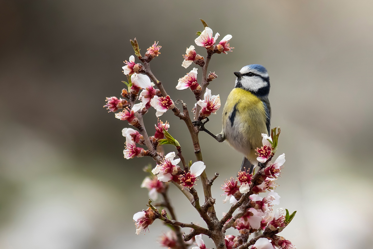 Eurasian Blue Tit