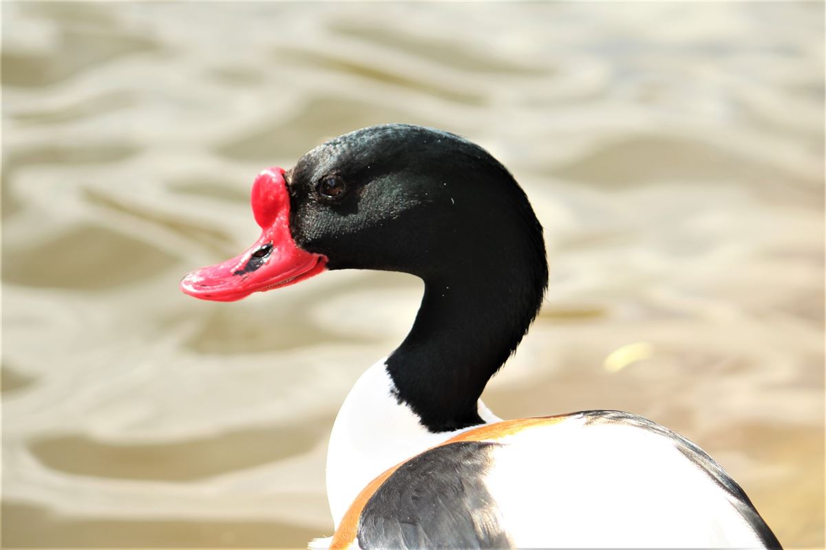 Common Shelduck