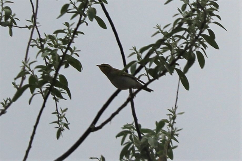 Common Chiffchaff
