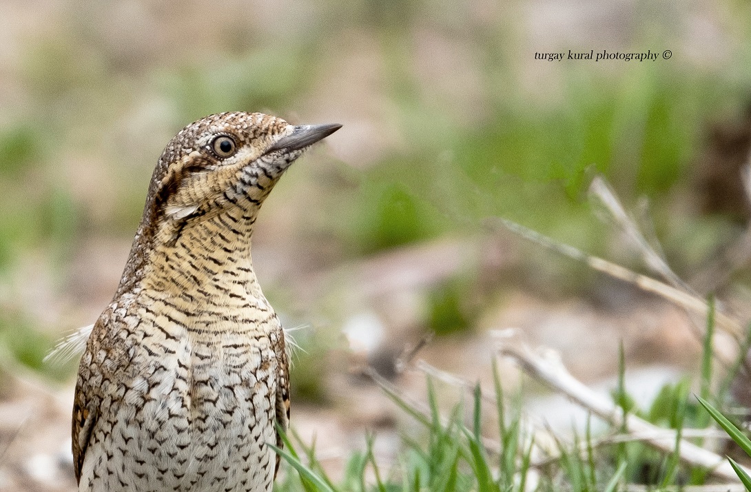 Eurasian Wryneck