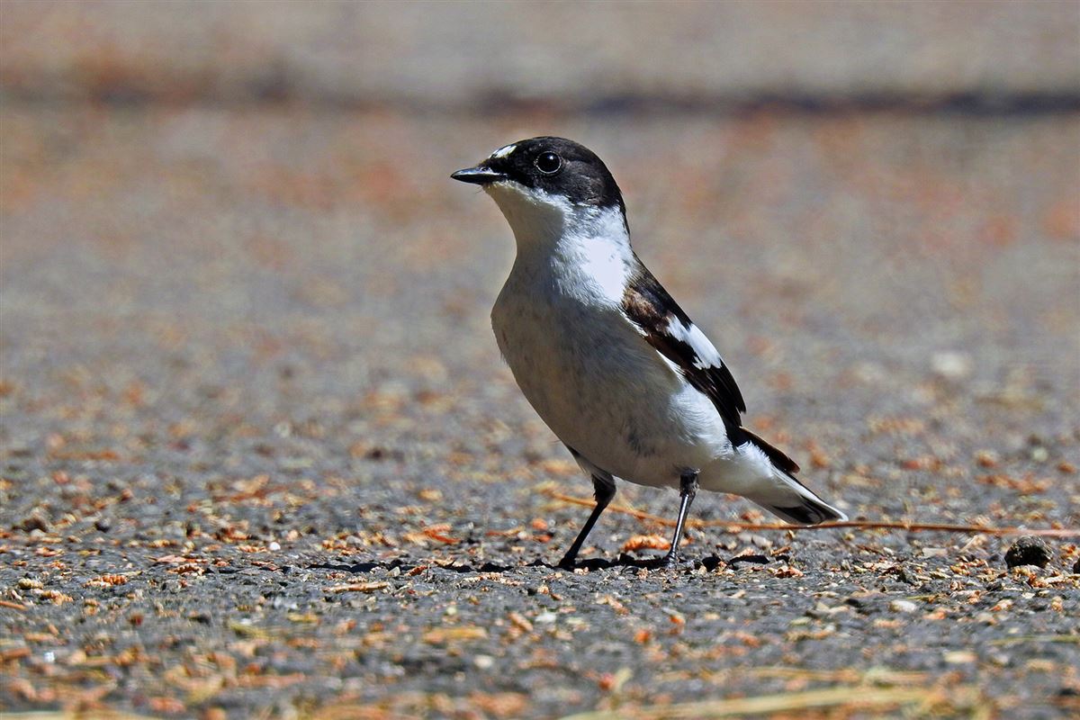 Semicollared Flycatcher