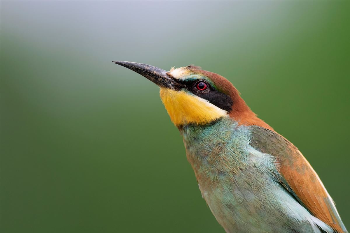 European Bee-eater