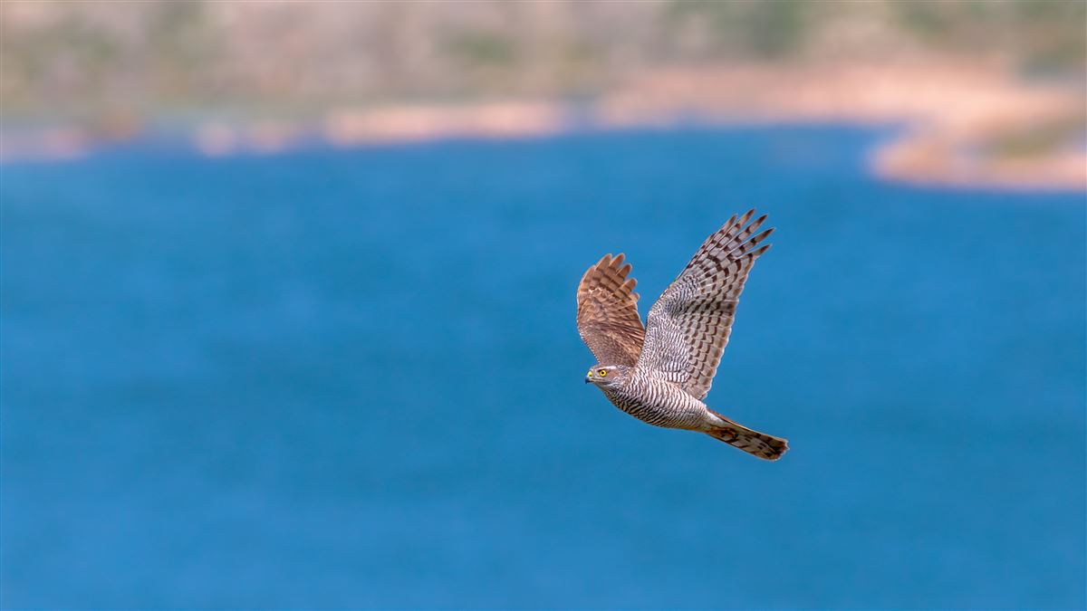 Eurasian Sparrowhawk