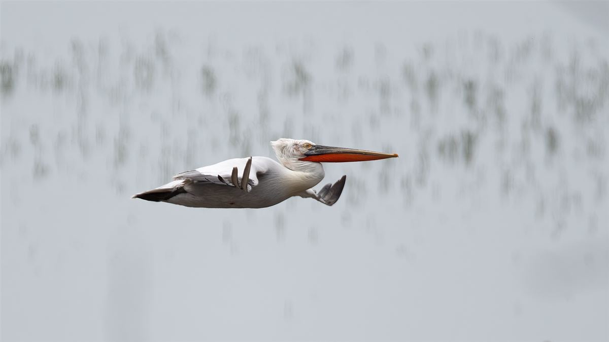 Dalmatian Pelican