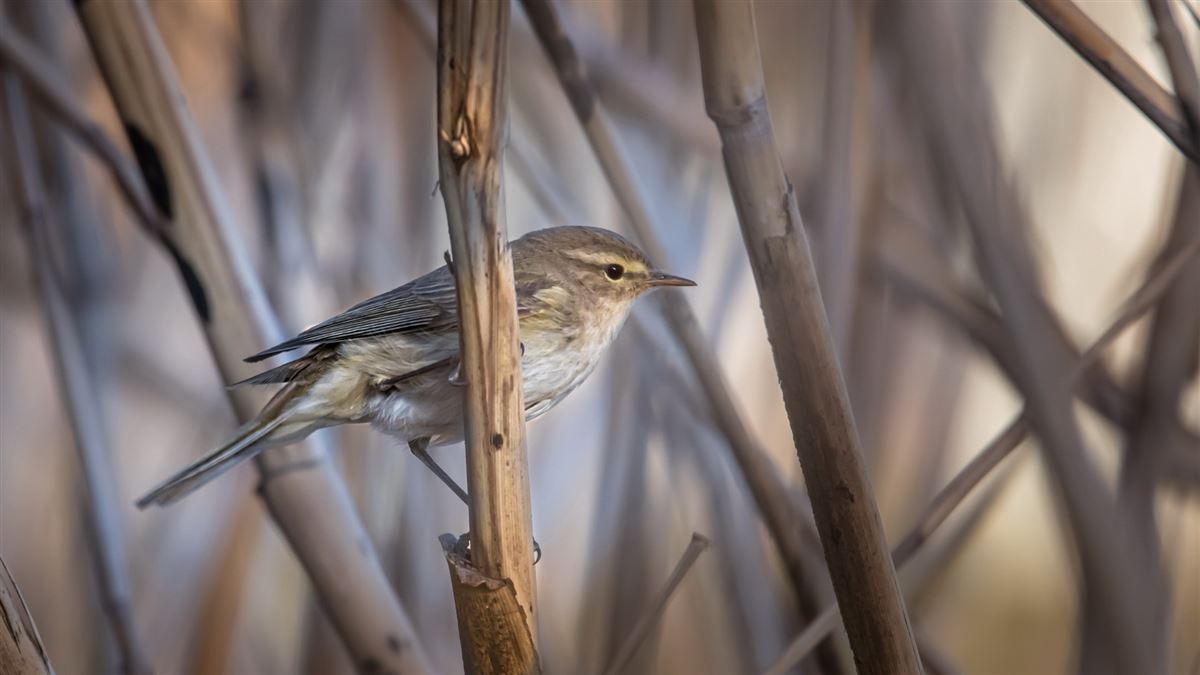 Common Chiffchaff