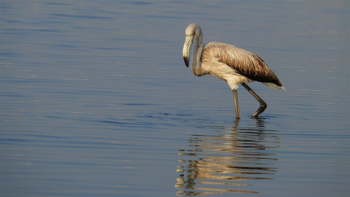 Greater Flamingo