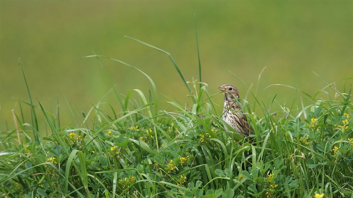 Corn Bunting