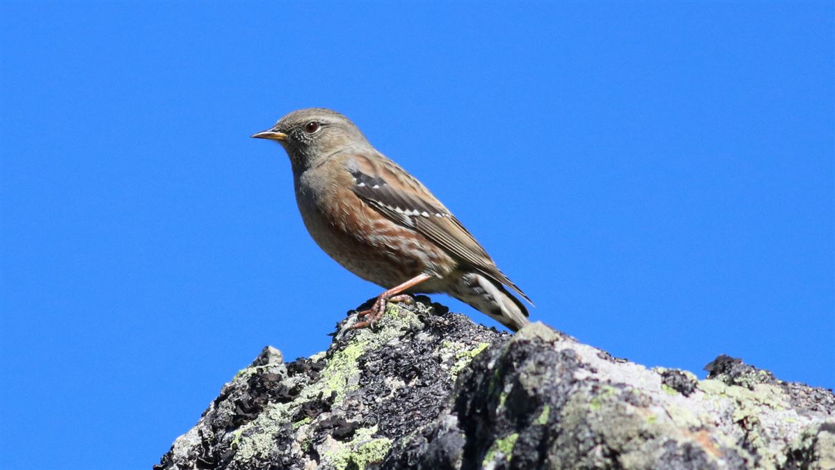 Alpine Accentor
