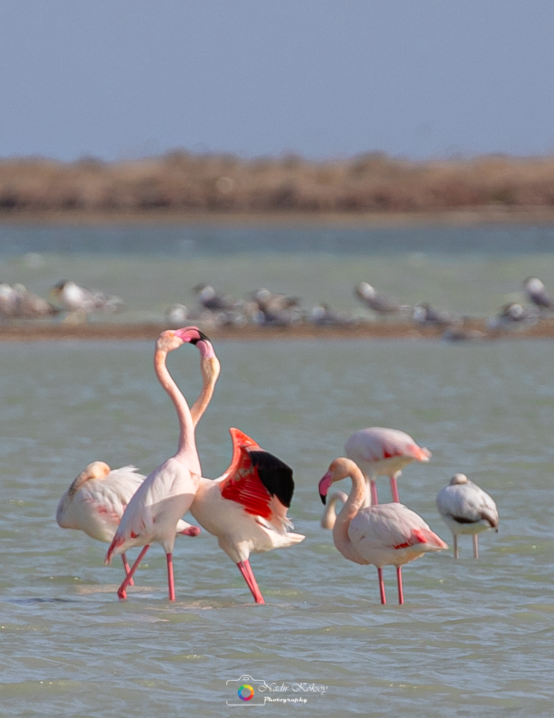 Greater Flamingo