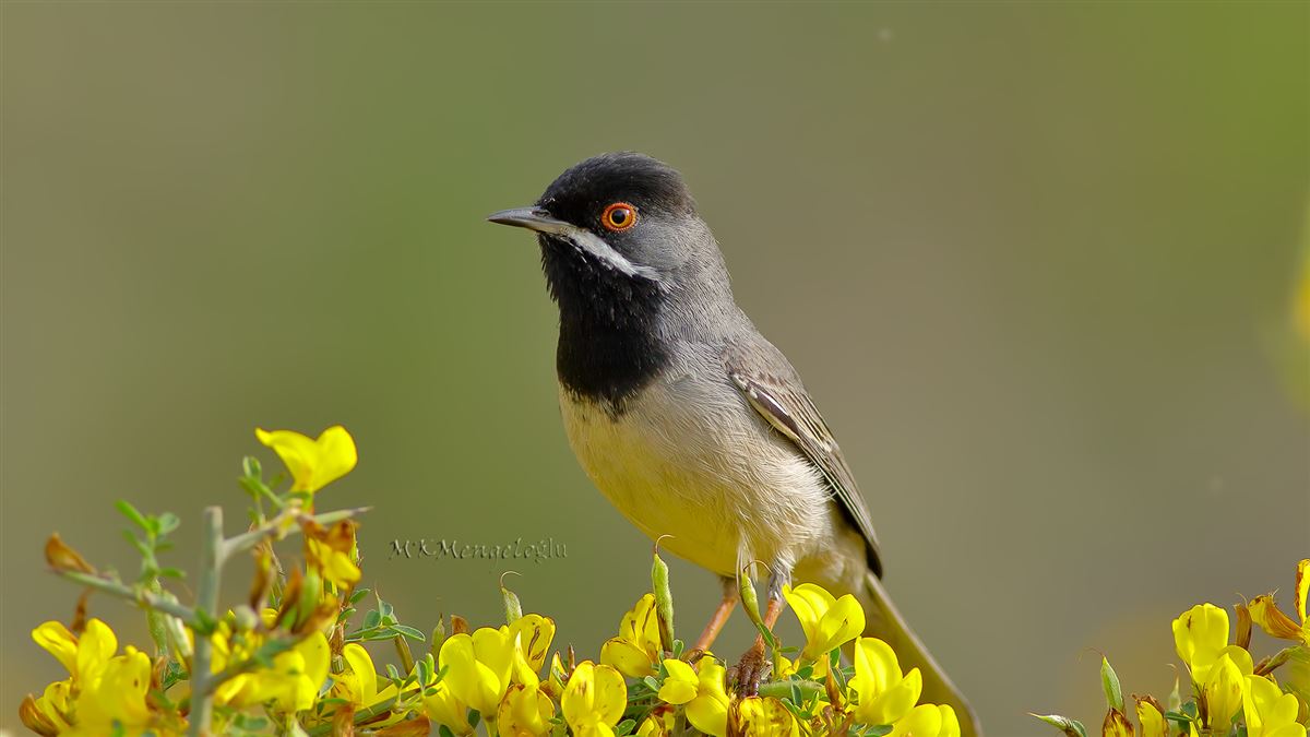 Rüppell`s Warbler