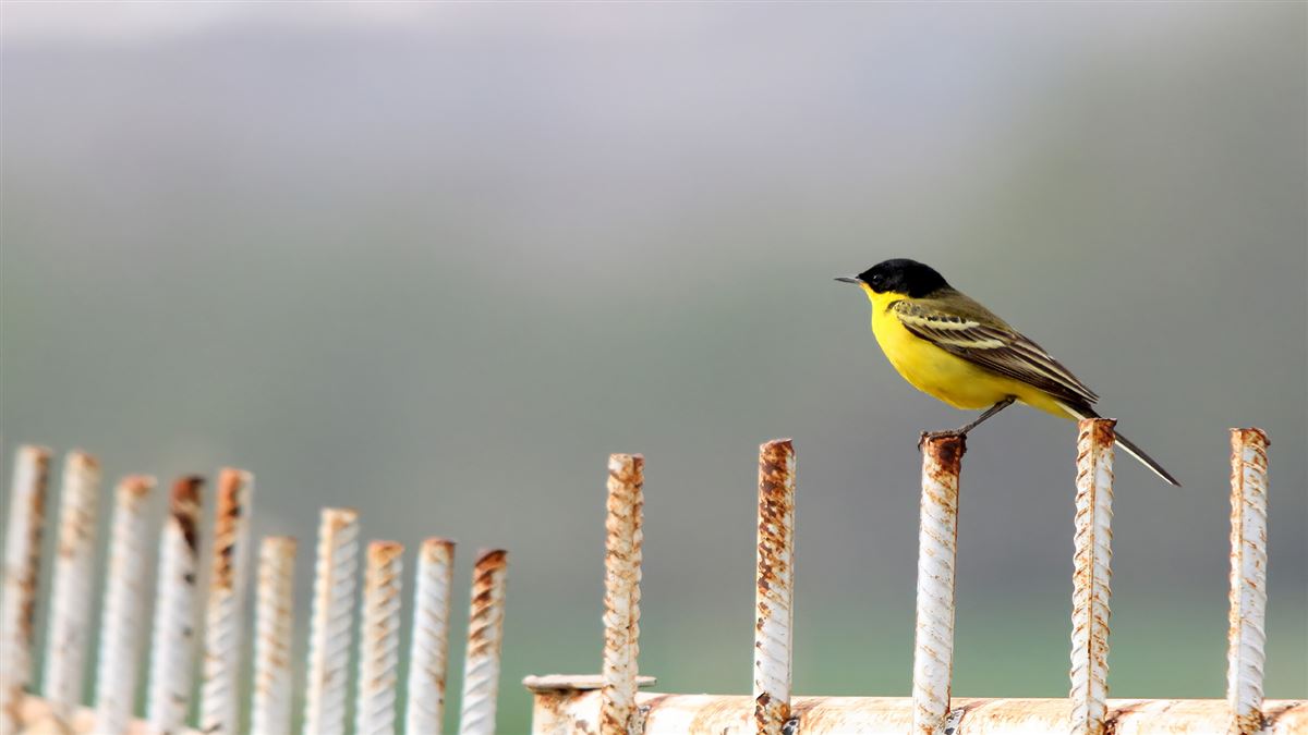 Western Yellow Wagtail