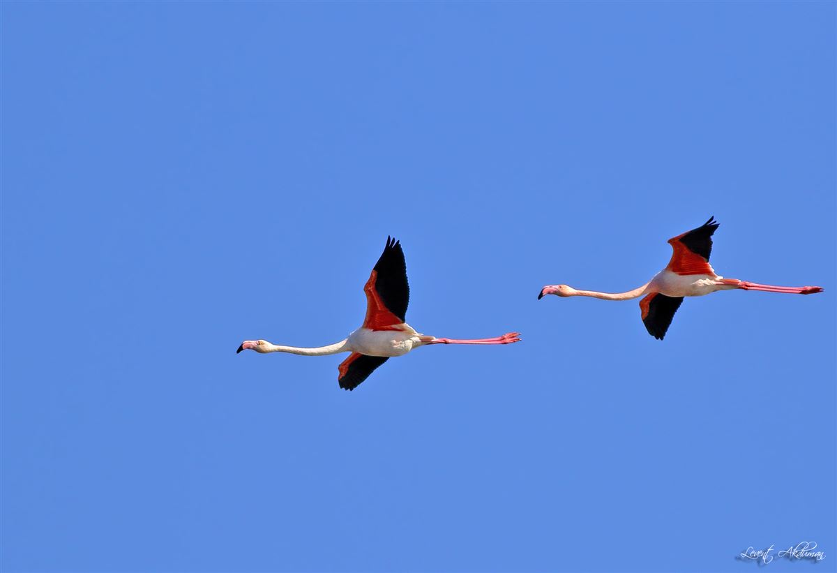 Greater Flamingo
