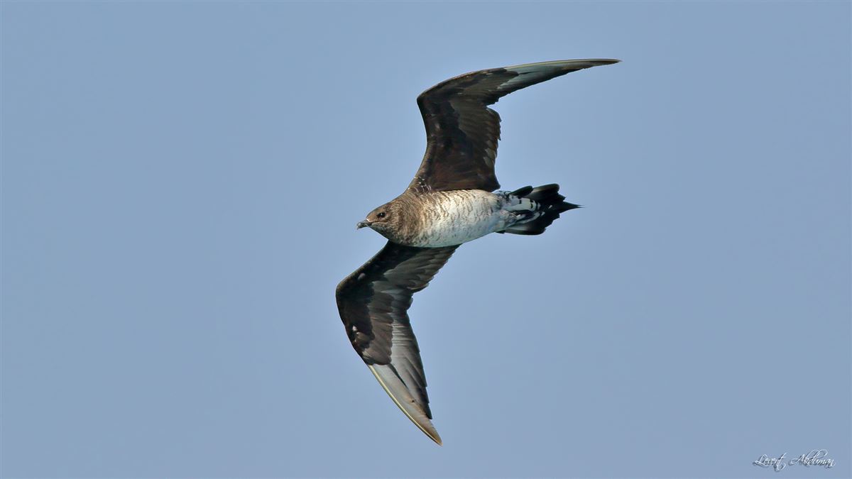 Parasitic Jaeger