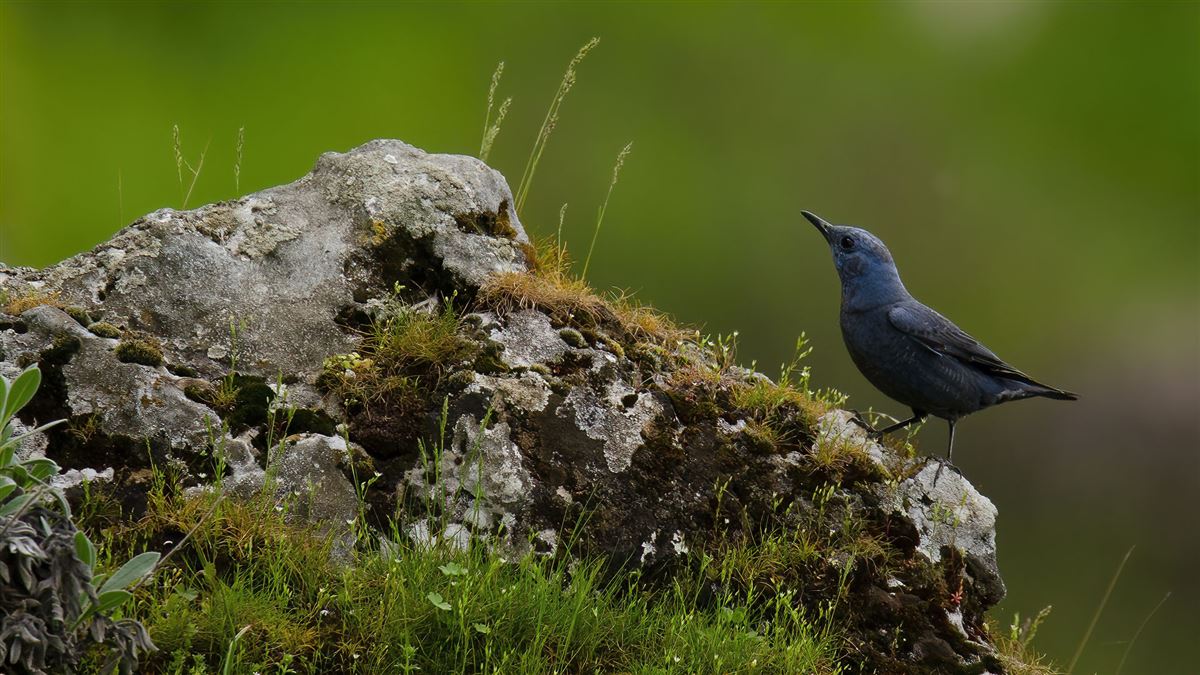 Blue Rock Thrush