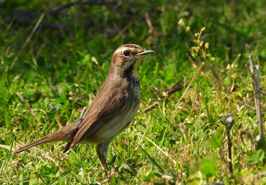 Bluethroat