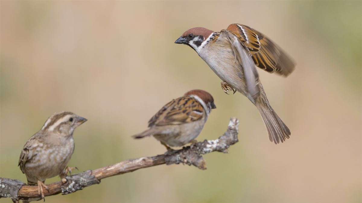 Eurasian Tree Sparrow