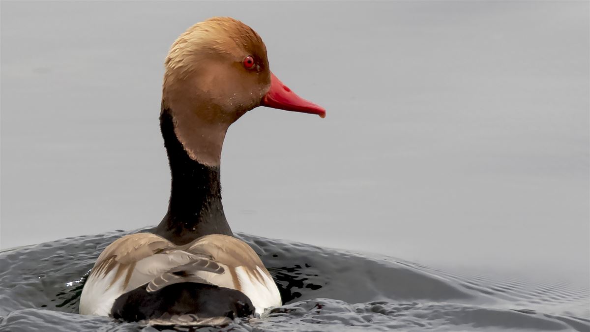 Red-crested Pochard