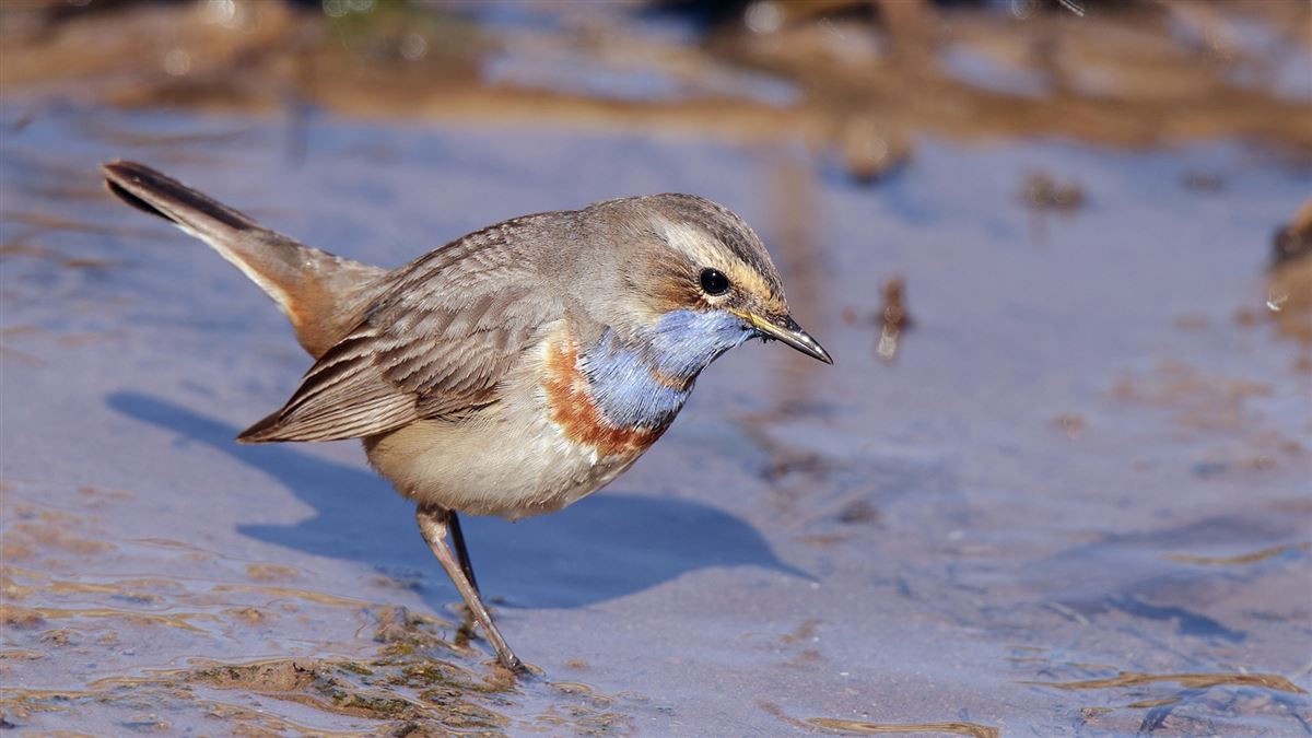 Bluethroat