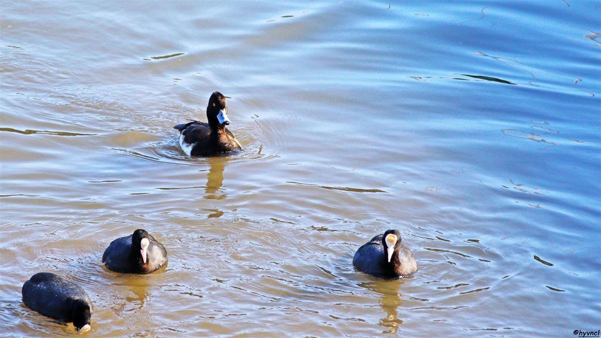 Tufted Duck