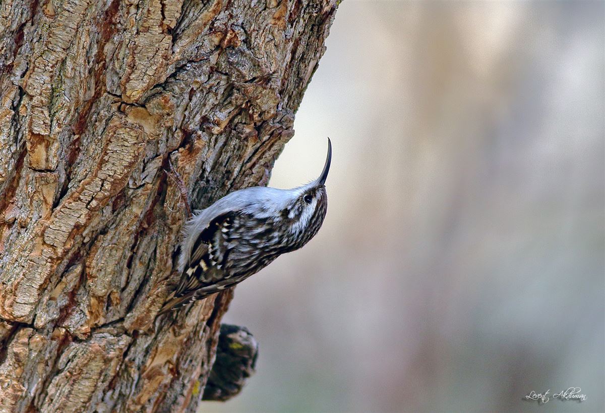Short-toed Treecreeper