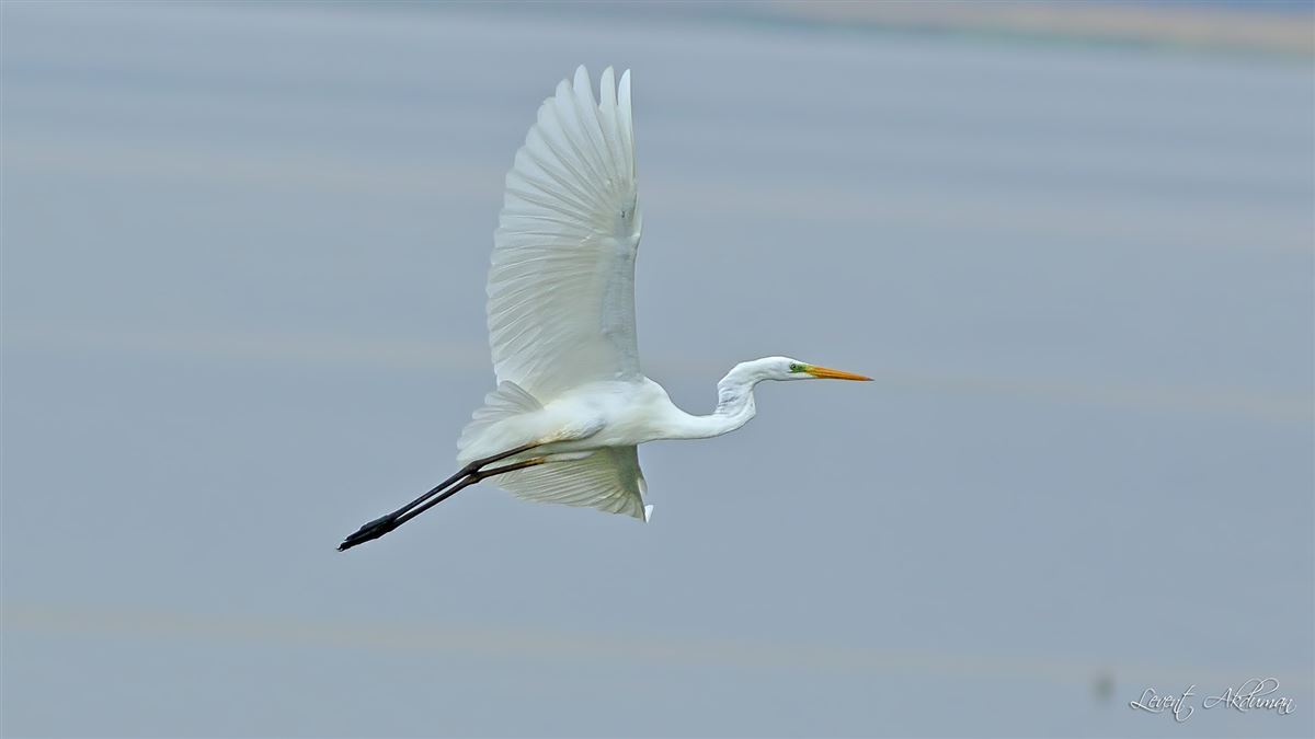 Great Egret