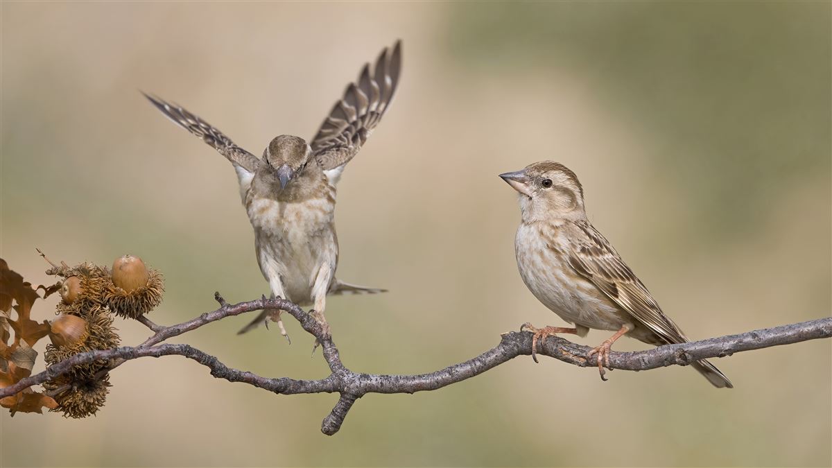 Rock Sparrow