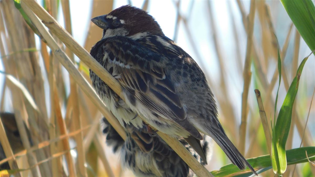 Spanish Sparrow