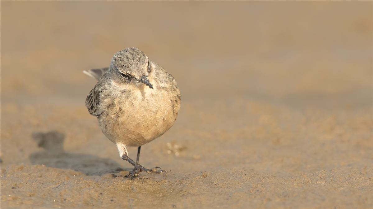 Water Pipit