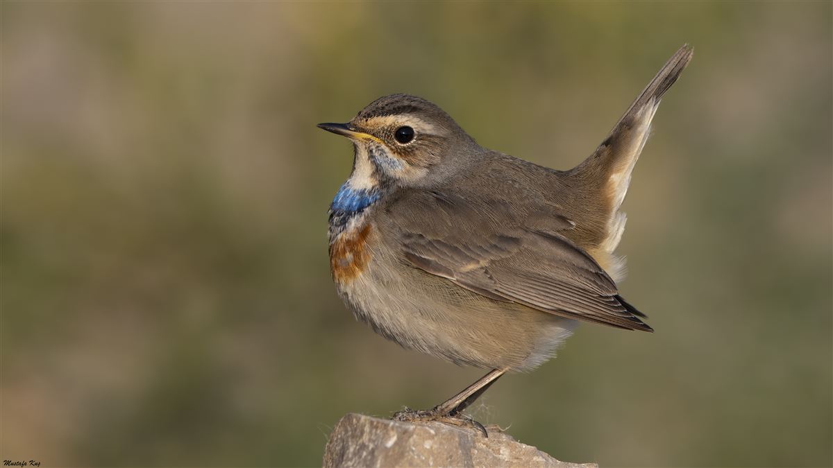 Bluethroat