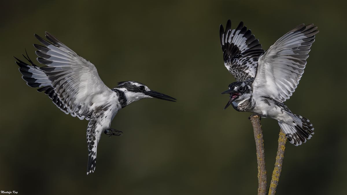 Pied Kingfisher