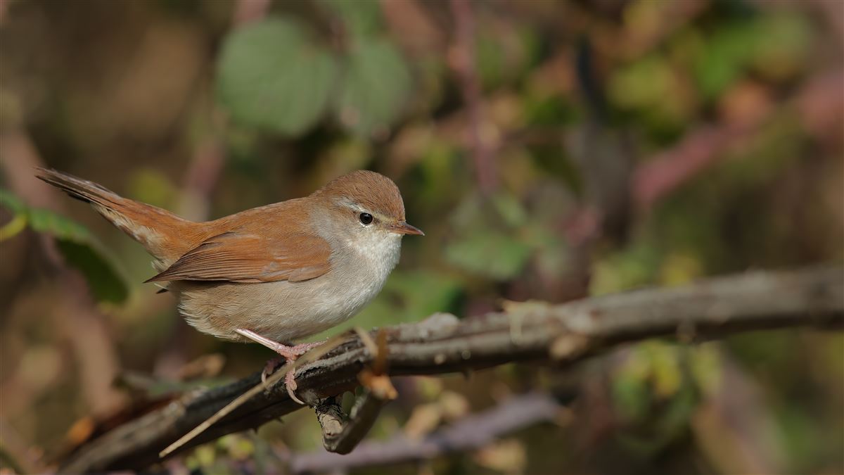Cetti`s Warbler