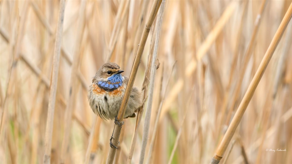 Bluethroat