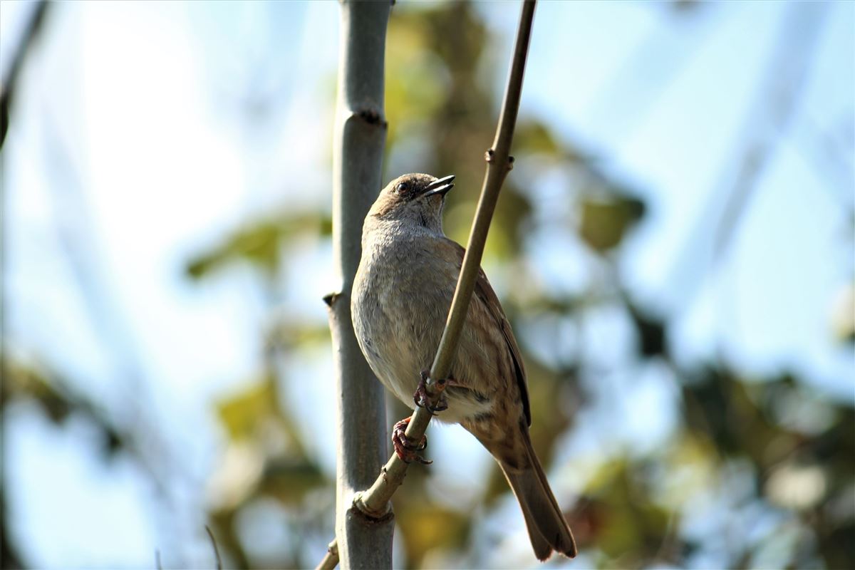 Dunnock