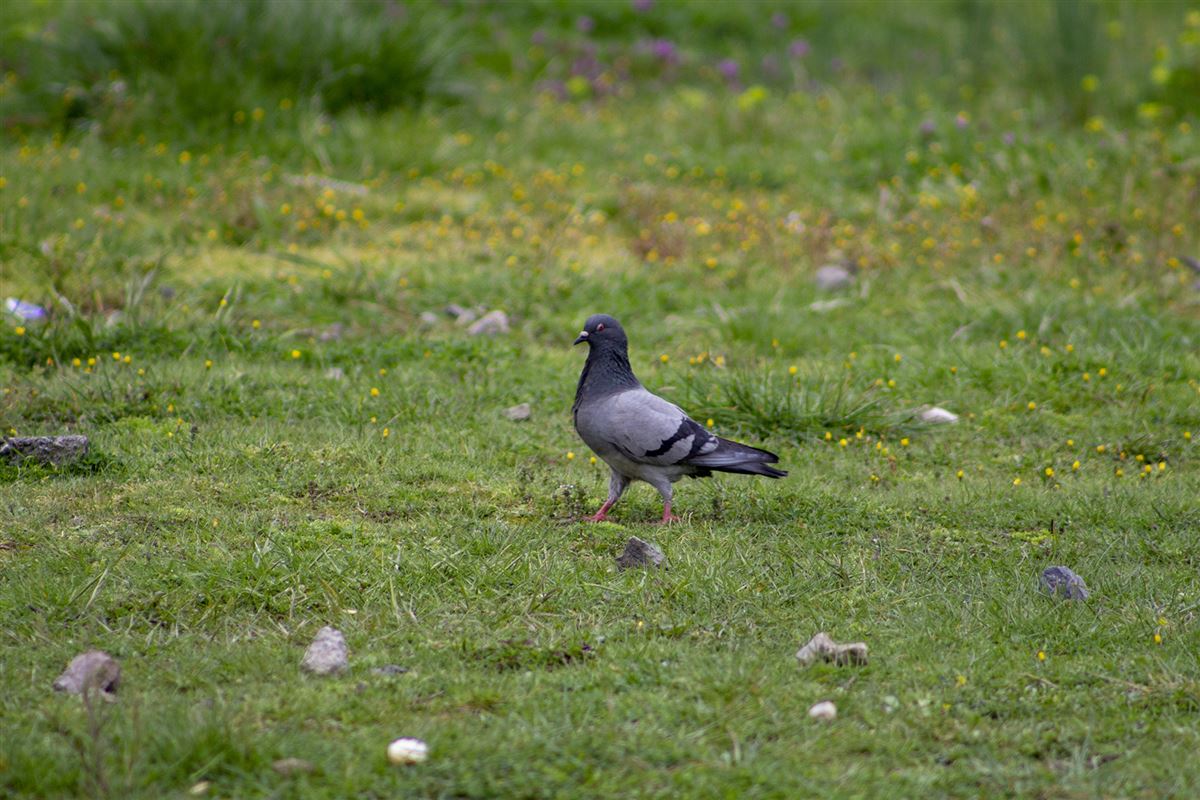 Rock Dove