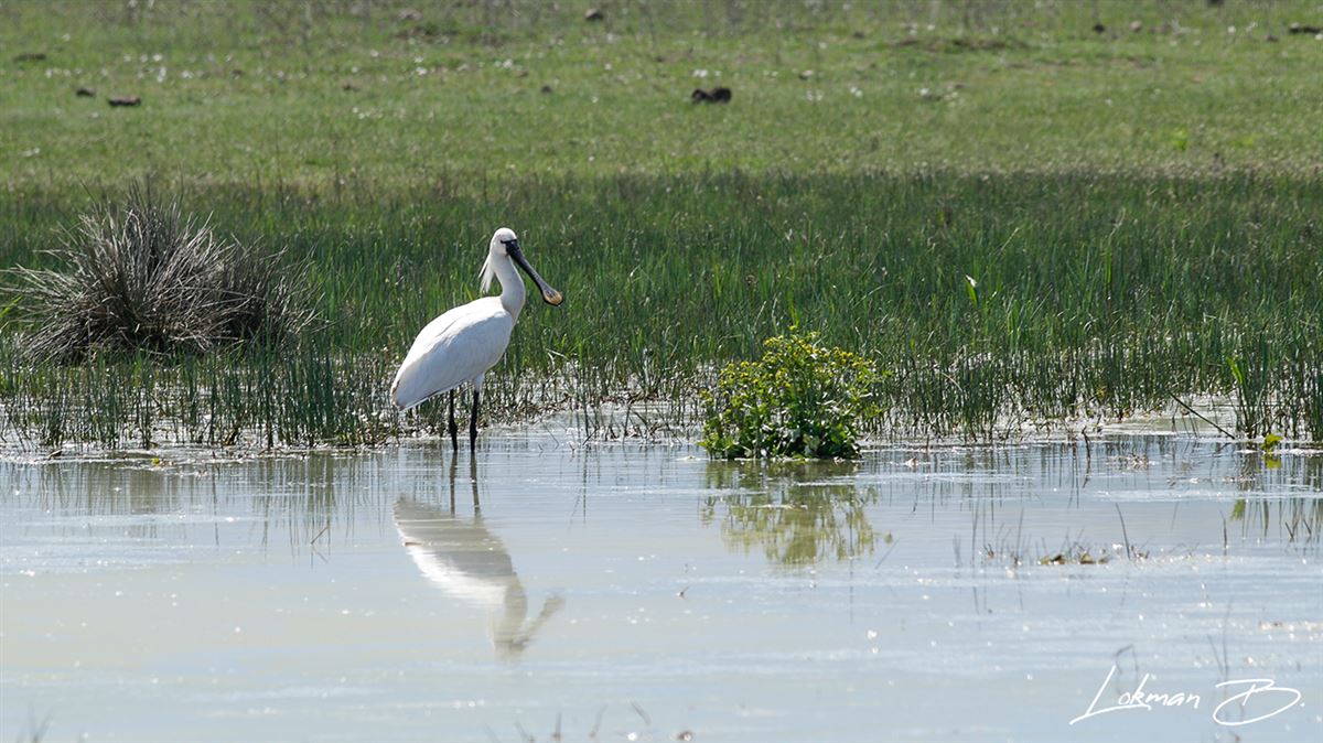 Eurasian Spoonbill