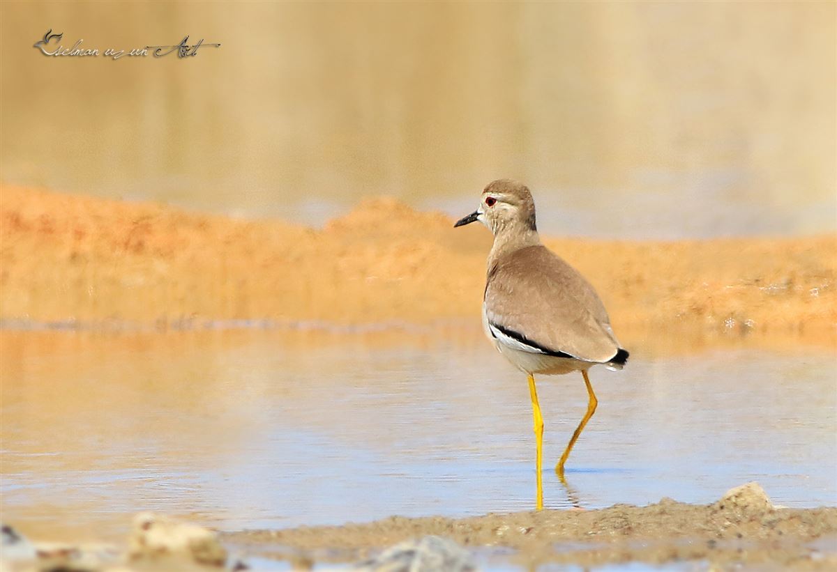 White-tailed Lapwing
