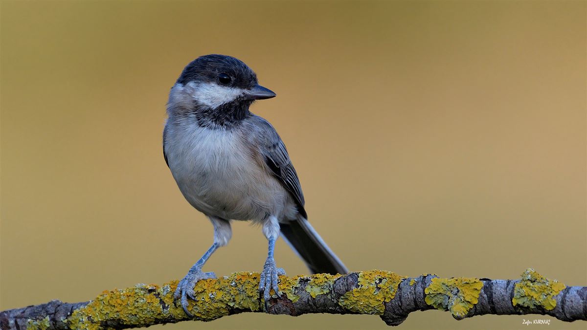 Sombre Tit