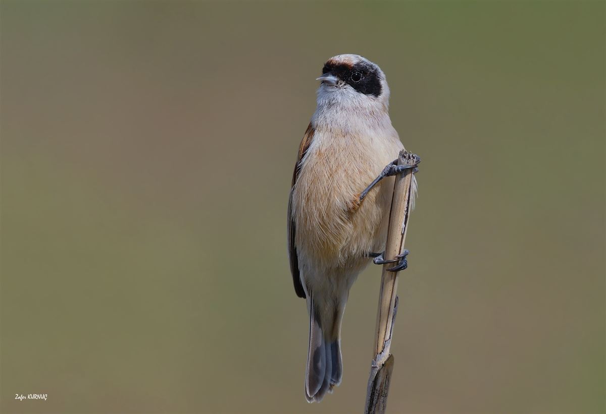 Eurasian Penduline Tit