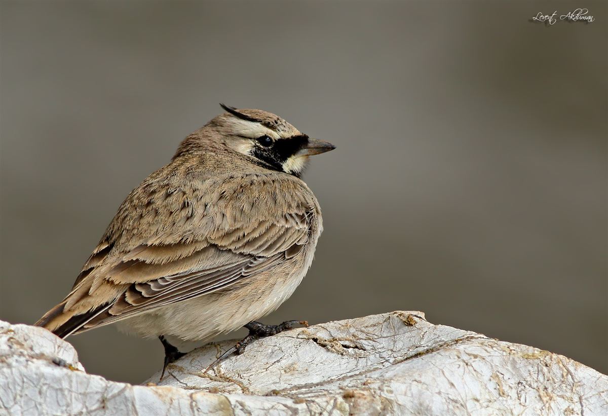 Horned Lark