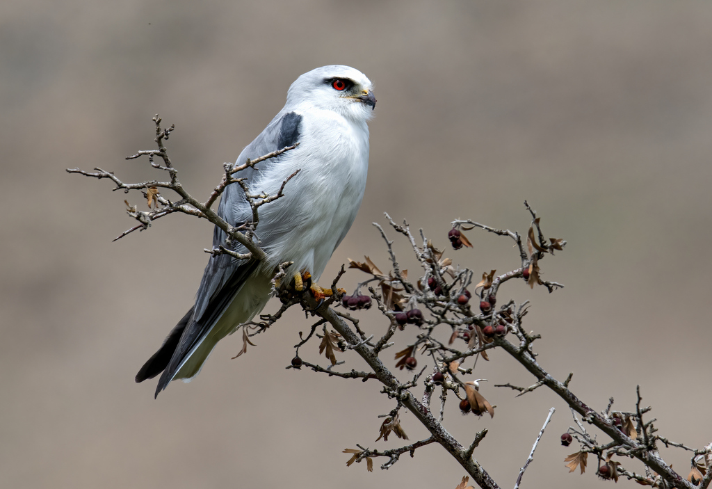 Black-winged Kite