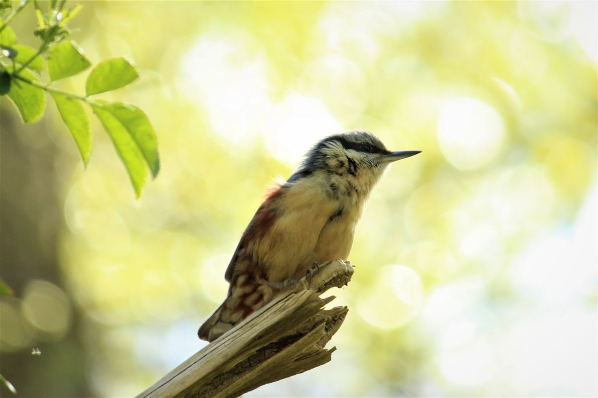 Eurasian Nuthatch
